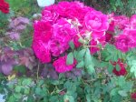 close up 24 Valentine Roses