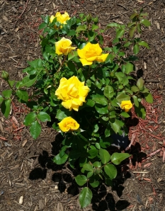 Nacogdoches Yellow Rose, April 22, 2014