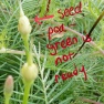 Cypress Vine Seeds