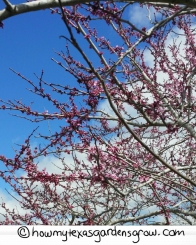 Red Bud Tree against the Spring Sky