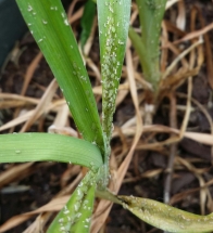 Thrips & Aphids on Daylilies