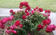 Valentine rose in full bloom with more rose petals than leaves