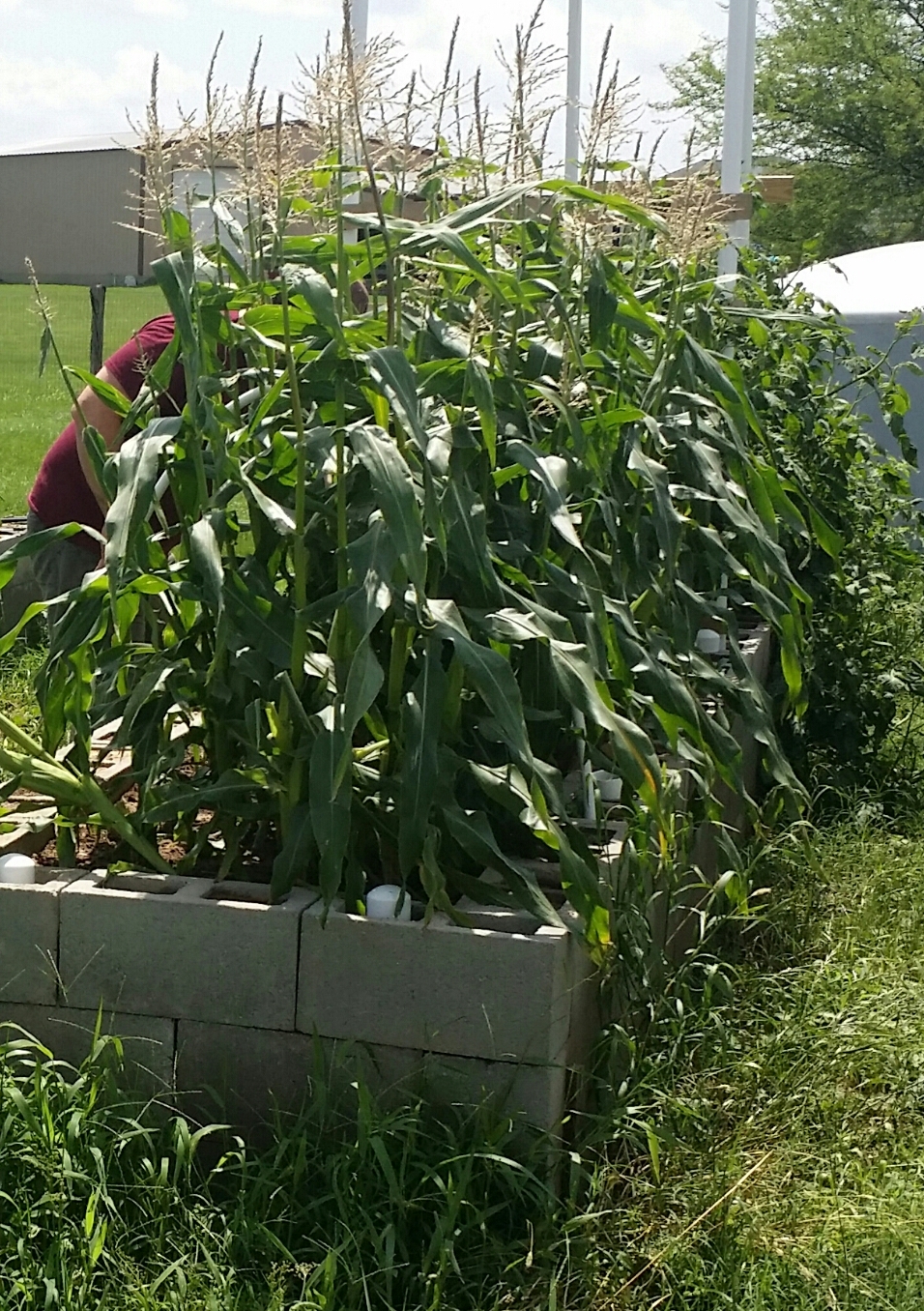 Как посадить кукурузу в огороде в открытый. Кукуруза в огороде. Кукуруза на дачном участке. Кукуруза в огороде фото. Огурцы с кукурузой посадка.