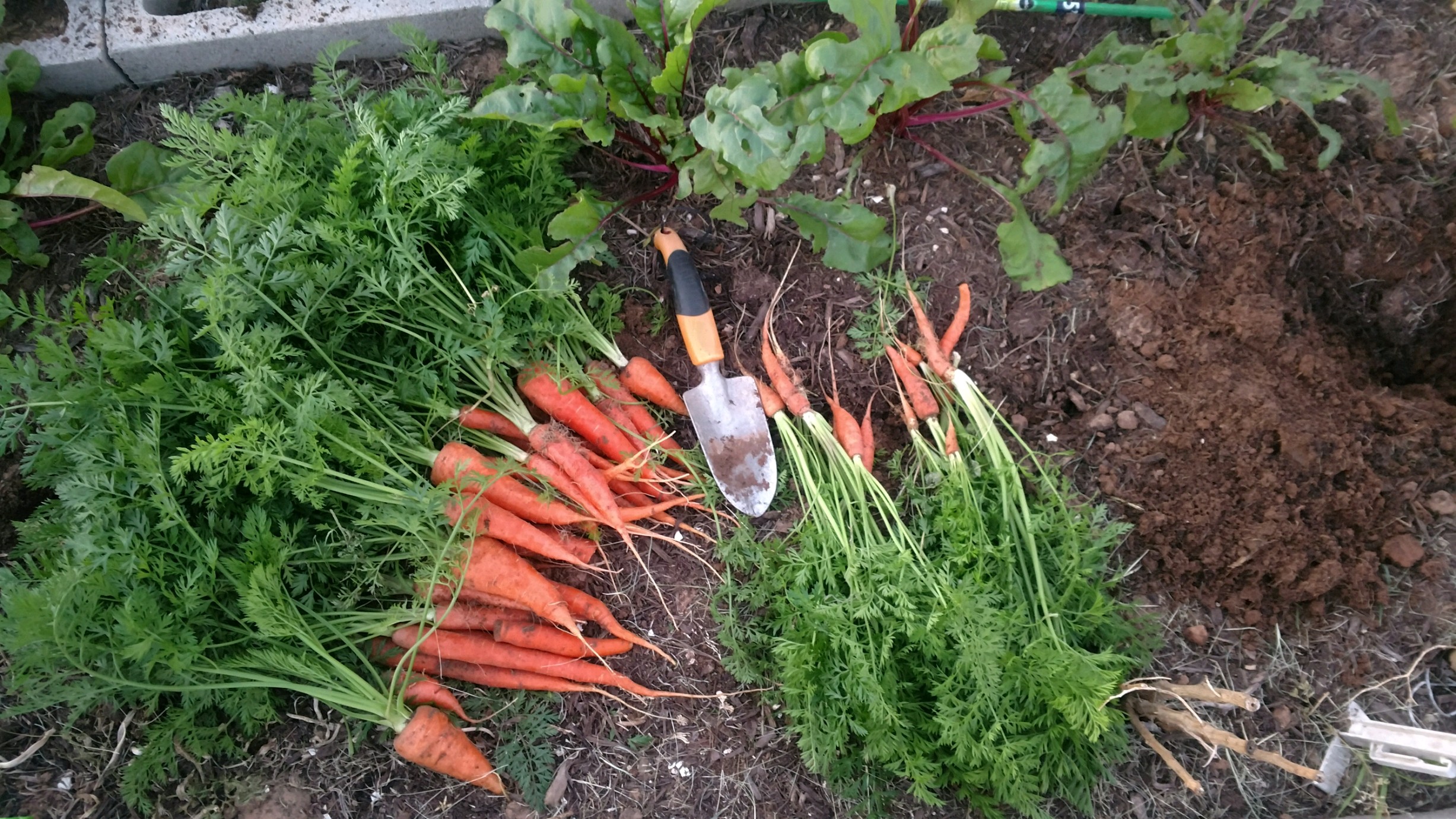 Время собирать свеклу. Морковь Парижская Каротель. Морковь с ботвой. Морковь на грядке. Морковная грядка.