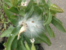 Seeds emerging from a seed pod on Antelope Horn Milkweed